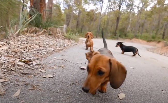 ダックスフンド,動画