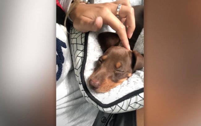 ダックスフンド,動画