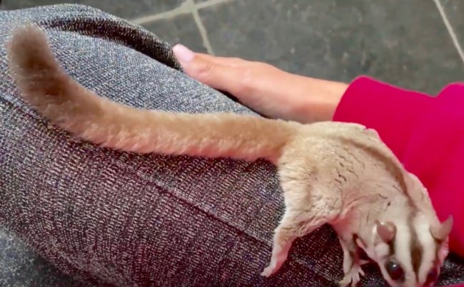 ダックスフンド,動画