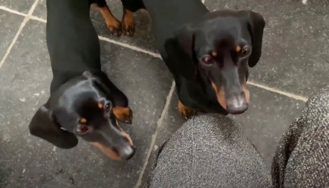 ダックスフンド,動画