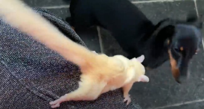 ダックスフンド,動画