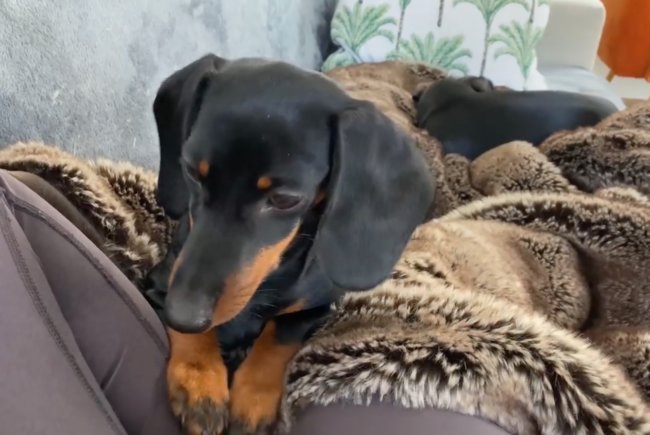 ダックスフンド,動画