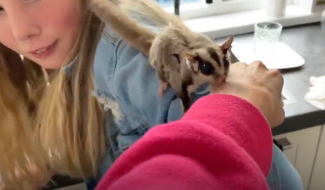 ダックスフンド,動画