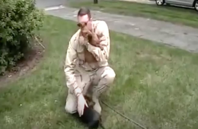 ダックスフンド,動画