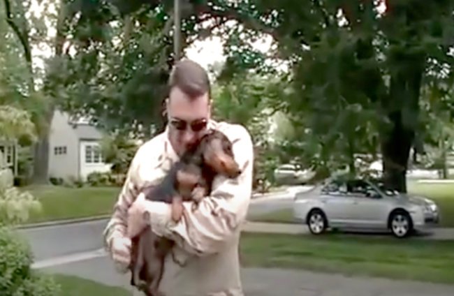 ダックスフンド,動画