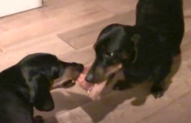 ダックスフンド,動画