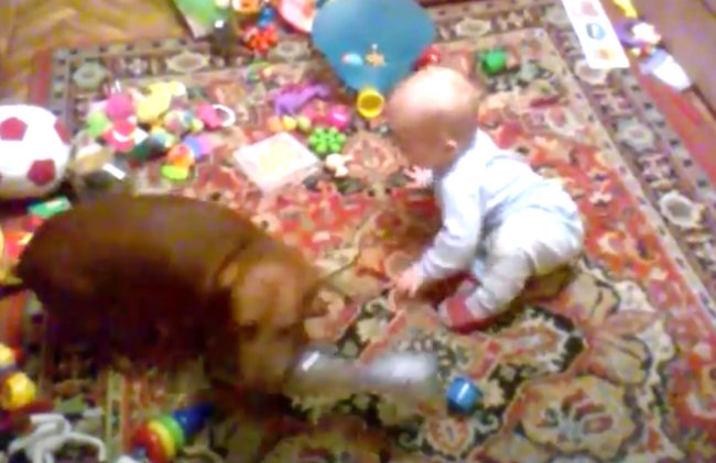 ダックスフンド,動画