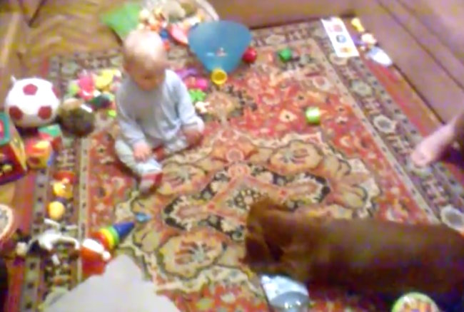 ダックスフンド,動画