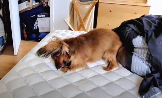 ダックスフンド,動画