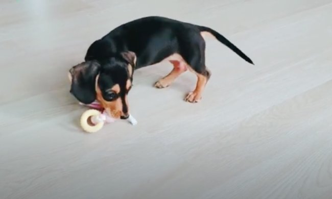 ダックスフンド,動画