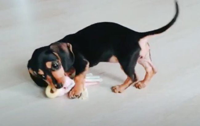 ダックスフンド,動画