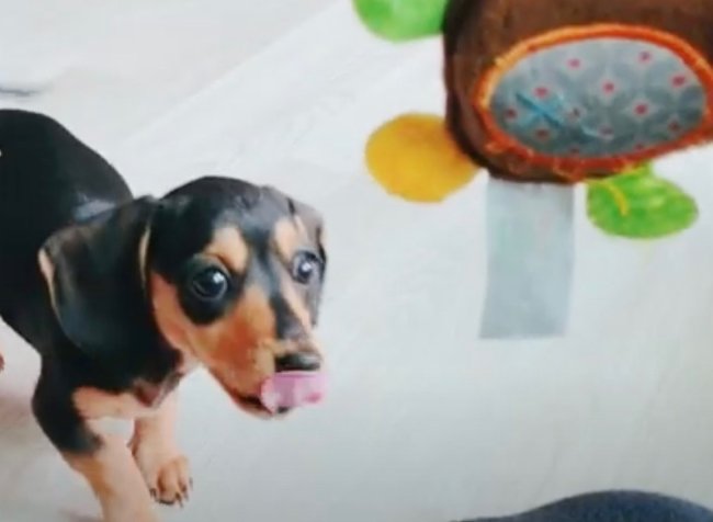 ダックスフンド,動画