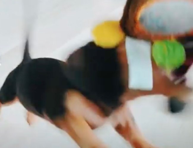 ダックスフンド,動画