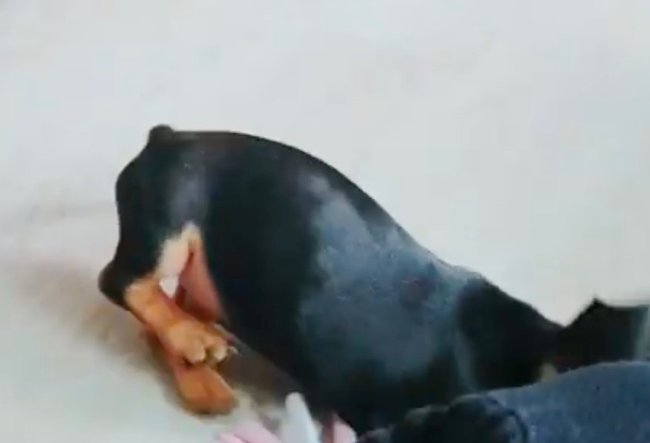 ダックスフンド,動画