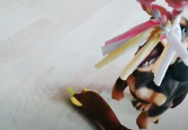 ダックスフンド,動画