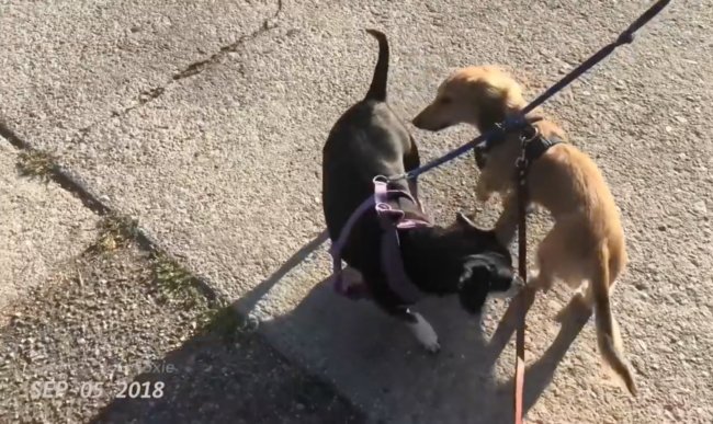 ダックスフンド,動画