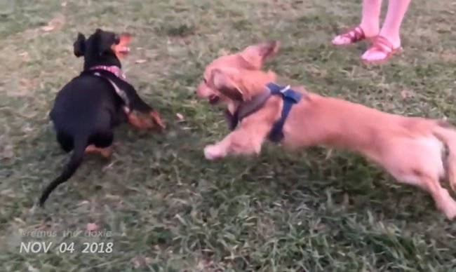 ダックスフンド,動画