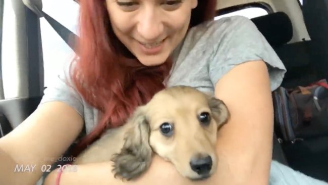 ダックスフンド,動画