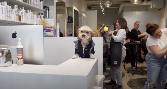 ダックスフンド,動画