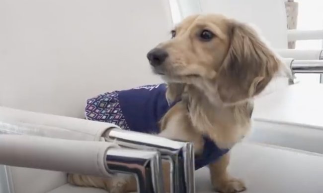 ダックスフンド,動画