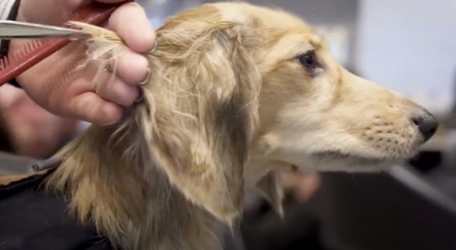 ダックスフンド,動画