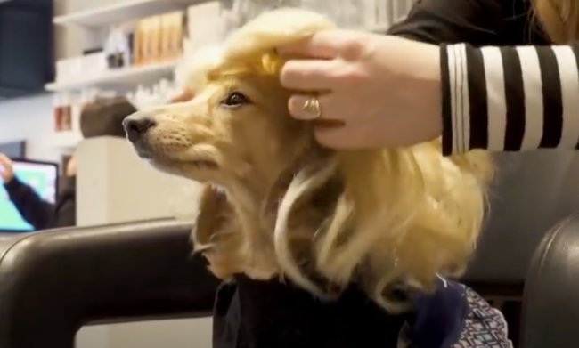 ダックスフンド,動画