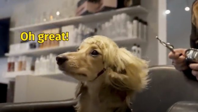 ダックスフンド,動画