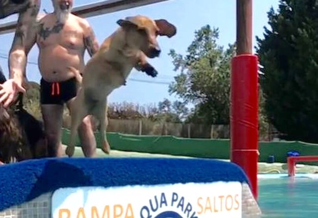 ダックスフンド,Instagram