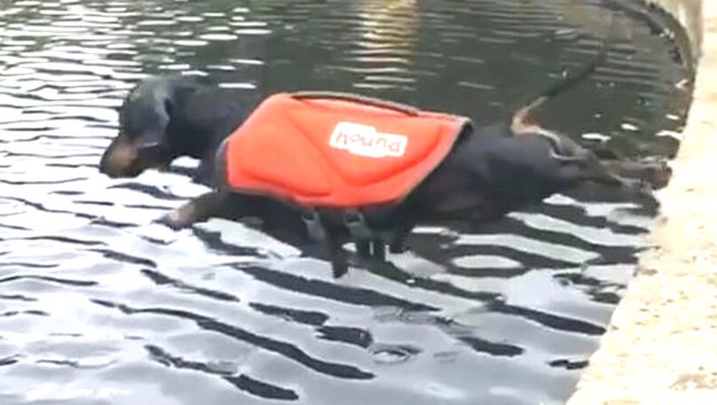 ダックスフンド,Instagram