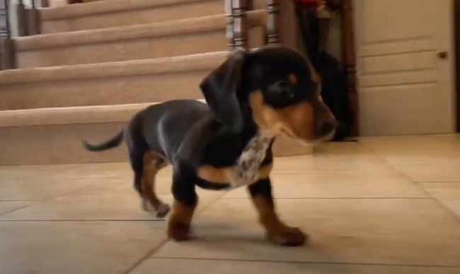 ダックスフンド,動画