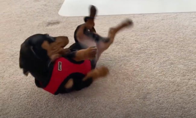 ダックスフンド,動画