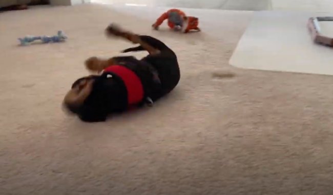 ダックスフンド,動画