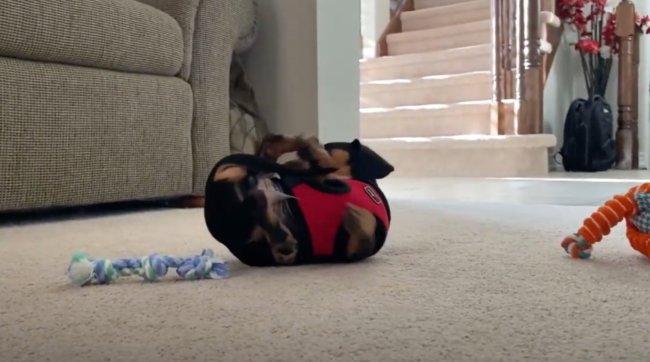 ダックスフンド,動画