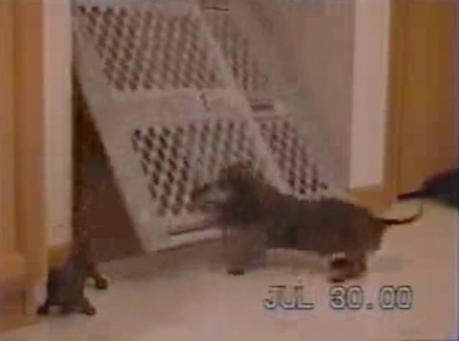 ダックスフンド,動画