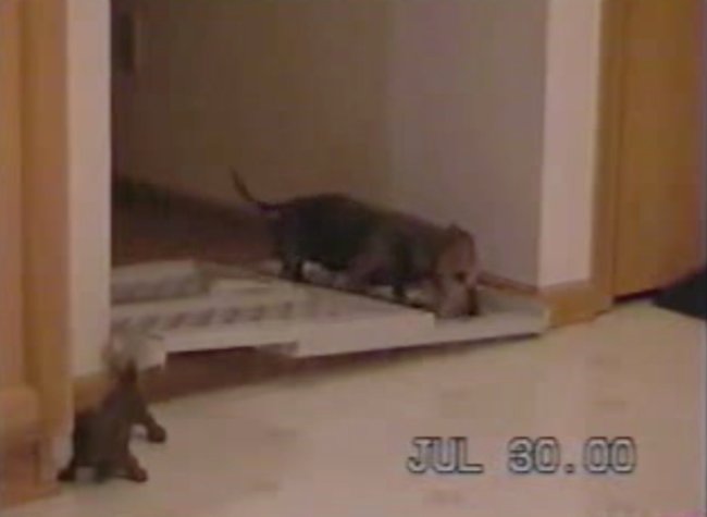 ダックスフンド,動画