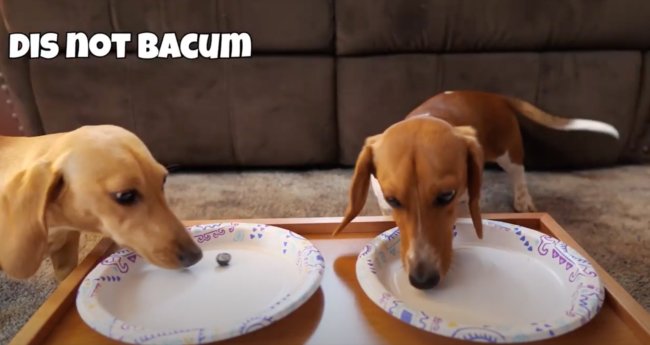 ダックスフンド,動画