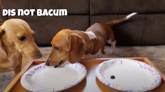 ダックスフンド,動画