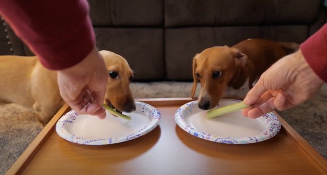 ダックスフンド,動画