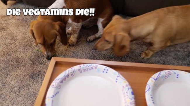 ダックスフンド,動画