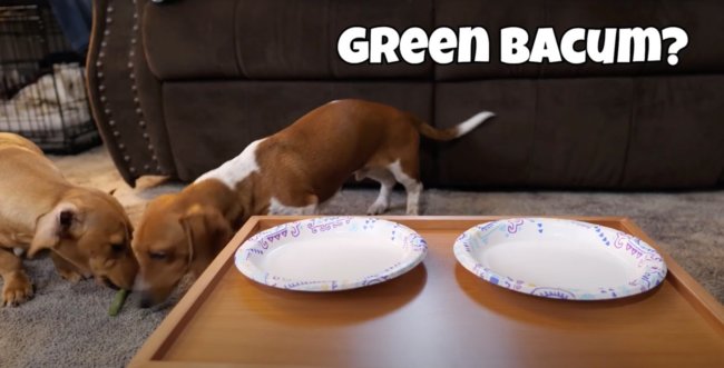 ダックスフンド,動画