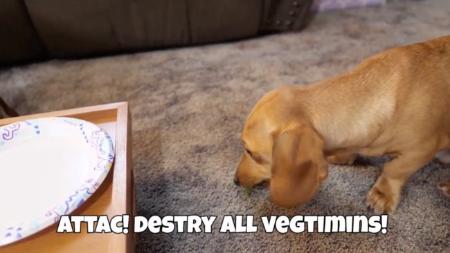 ダックスフンド,動画