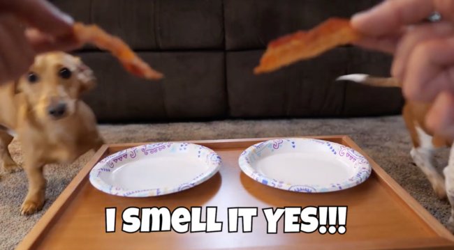 ダックスフンド,動画