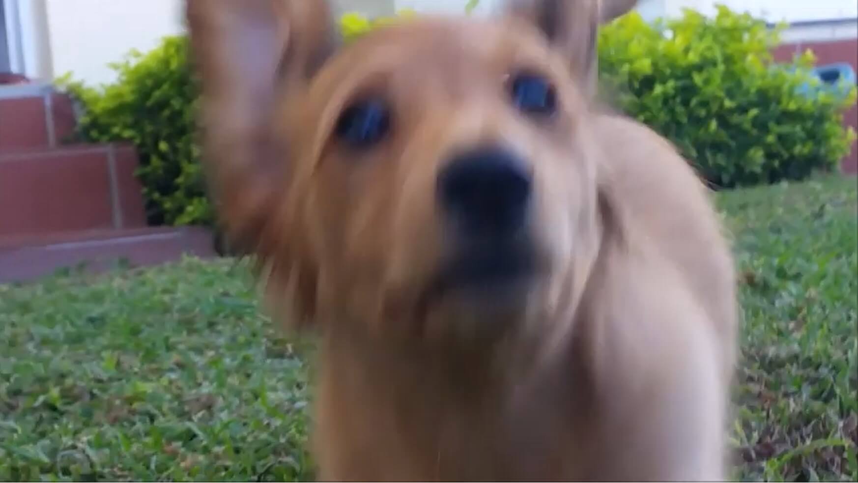 ダックスフンド,動画