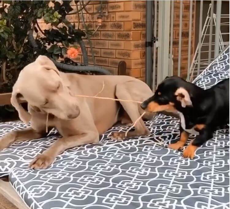 ダックスフンド,動画