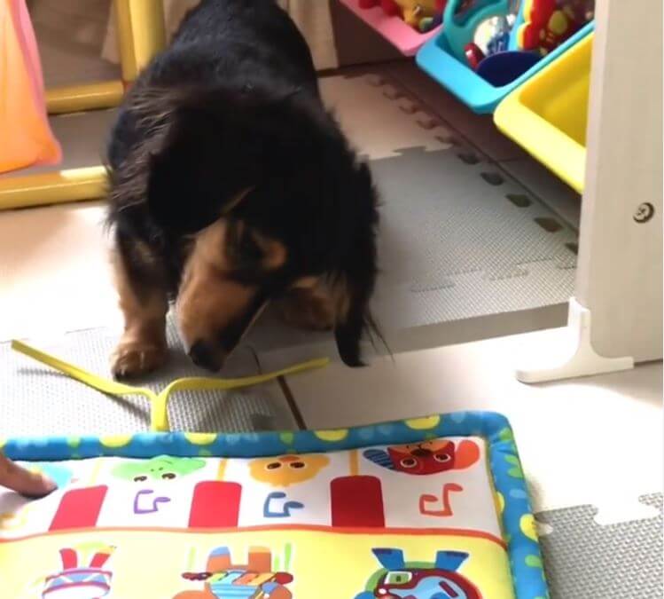 ダックスフンド,動画