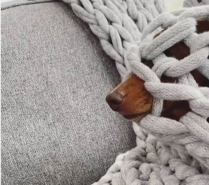 ダックスフンド,動画