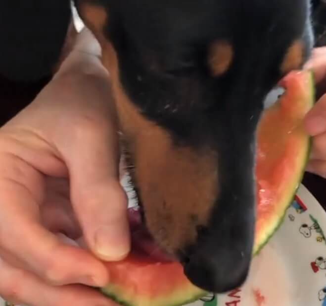 ダックスフンド,動画