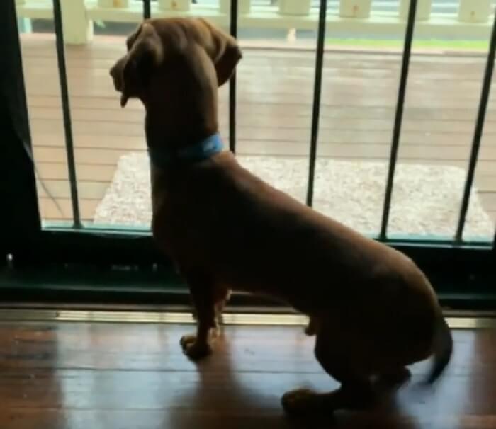 ダックスフンド,動画