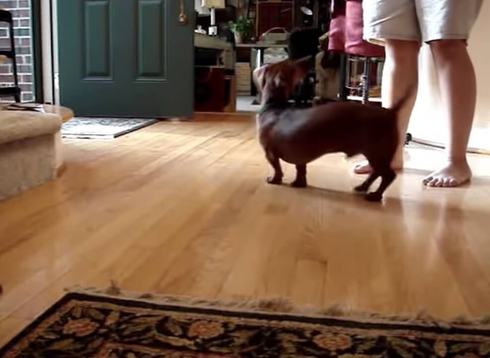 ダックスフンド,動画