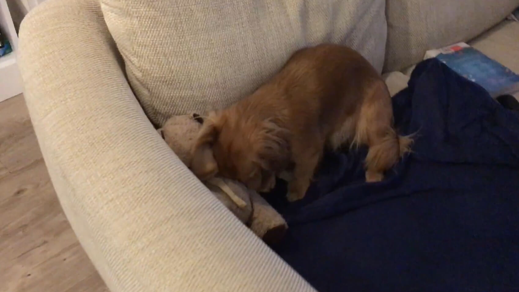 ダックスフンド,動画